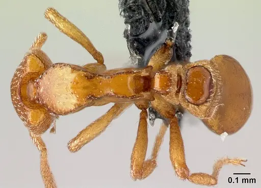 Strumigenys coveri - CASENT0153050