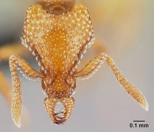 Strumigenys coveri - CASENT0153050