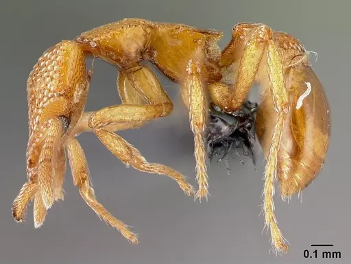 Strumigenys coveri - CASENT0153050