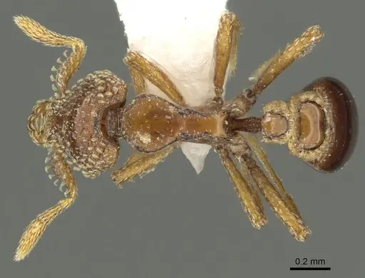 Strumigenys coveri - CASENT0900690