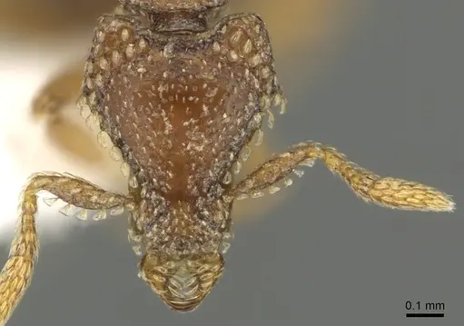 Strumigenys coveri - CASENT0900690