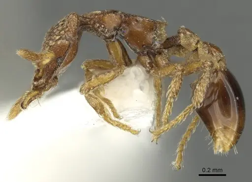 Strumigenys coveri - CASENT0900690