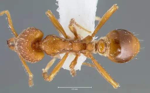 Strumigenys covina specimen