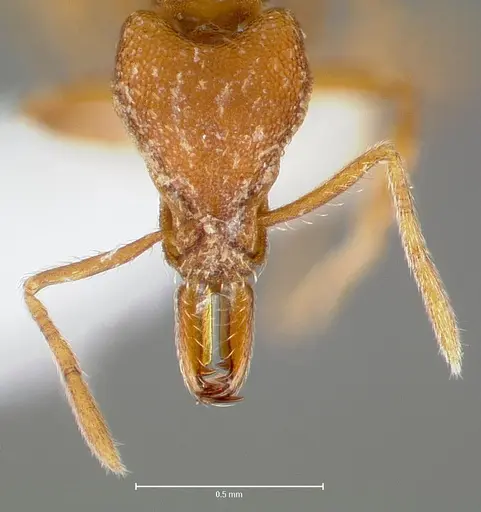 Strumigenys covina specimen