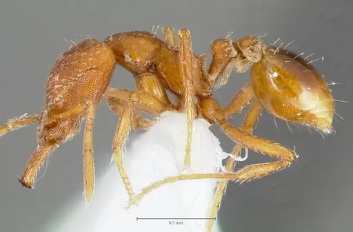 Strumigenys covina specimen