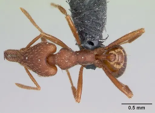 Strumigenys covina - CASENT0067549