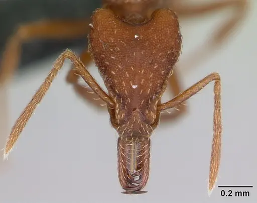 Strumigenys covina - CASENT0067549