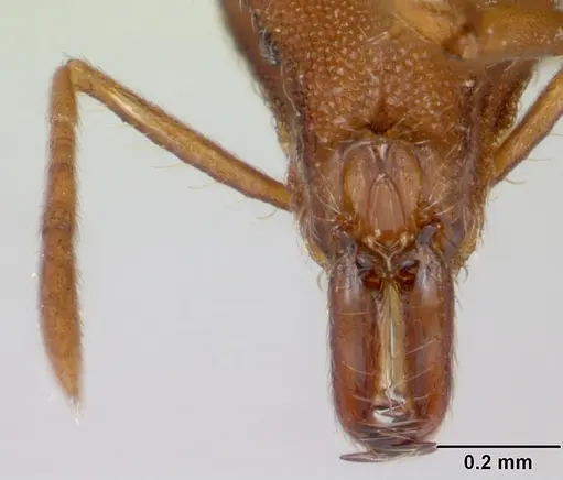 Strumigenys covina - CASENT0067549