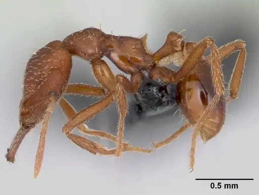 Strumigenys covina - CASENT0067549