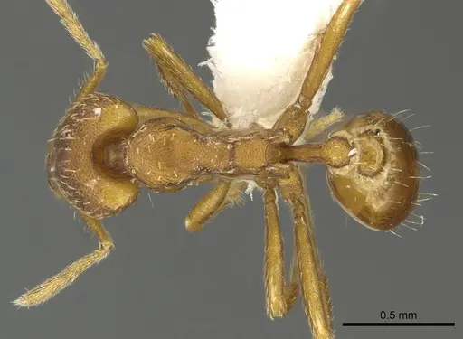 Strumigenys covina - CASENT0900716