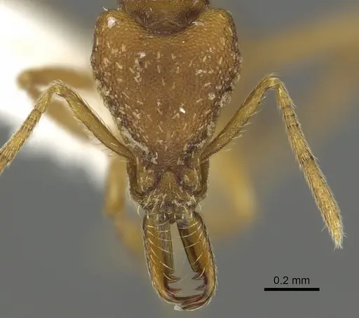 Strumigenys covina - CASENT0900716