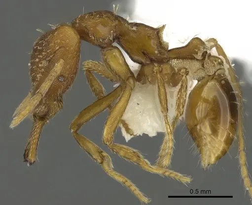 Strumigenys covina - CASENT0900716