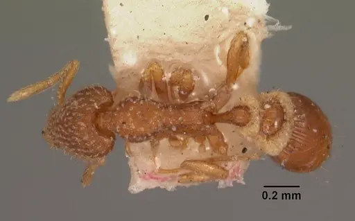 Strumigenys creightoni specimen