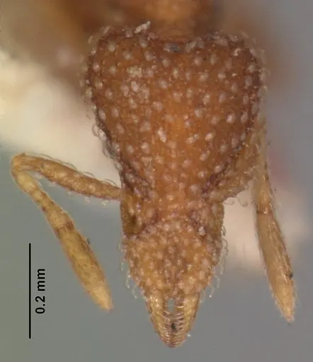 Strumigenys creightoni specimen