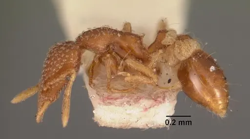 Strumigenys creightoni specimen