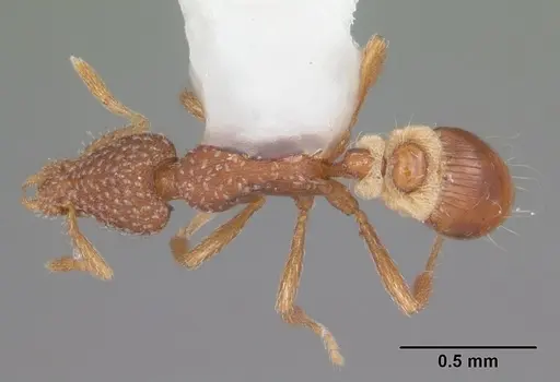 Strumigenys creightoni - CASENT0104332