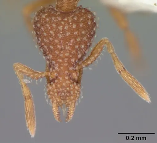 Strumigenys creightoni - CASENT0104332