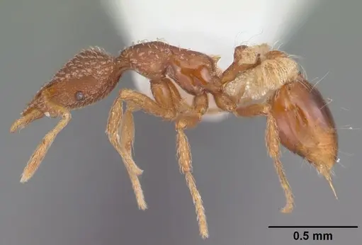 Strumigenys creightoni - CASENT0104332