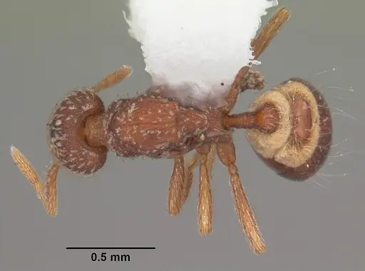 Strumigenys creightoni - CASENT0104333