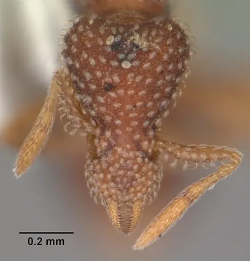 Strumigenys creightoni - CASENT0104333