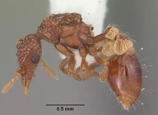 Strumigenys creightoni - CASENT0104333