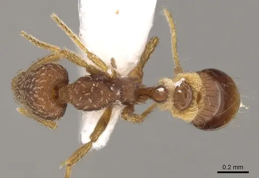 Strumigenys creightoni - CASENT0281181