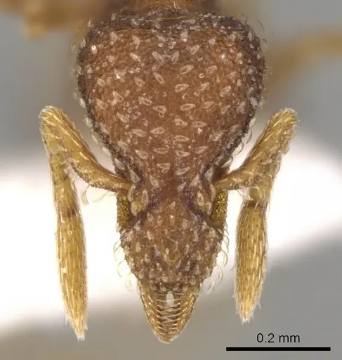 Strumigenys creightoni - CASENT0281181