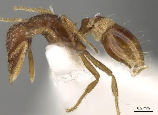 Strumigenys creightoni - CASENT0281181