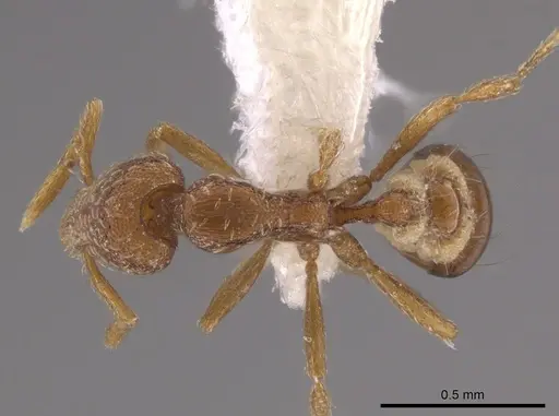 Strumigenys creightoni - CASENT0648350