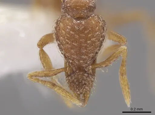 Strumigenys creightoni - CASENT0648350