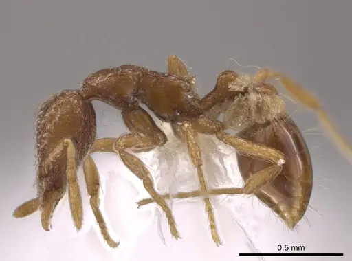 Strumigenys creightoni - CASENT0648350