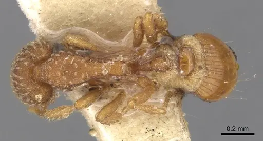 Strumigenys creightoni - CASENT0900170