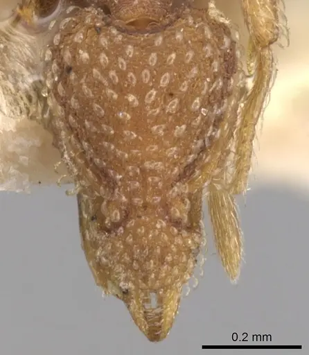 Strumigenys creightoni - CASENT0900170