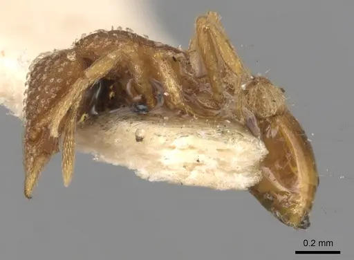 Strumigenys creightoni - CASENT0900170