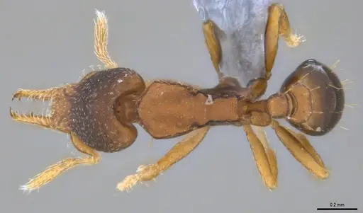 Strumigenys crementa specimen