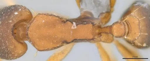 Strumigenys crementa specimen