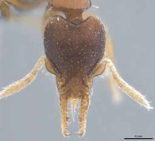 Strumigenys crementa specimen