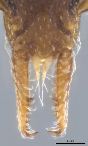 Strumigenys crementa - ANTWEB1053492