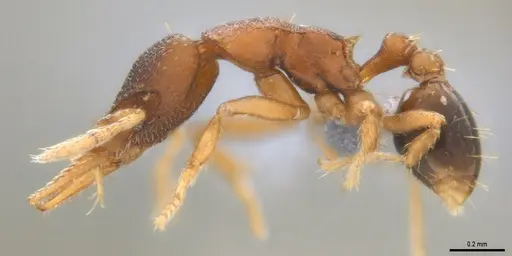 Strumigenys crementa - ANTWEB1053492