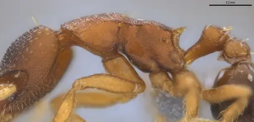 Strumigenys crementa - ANTWEB1053492