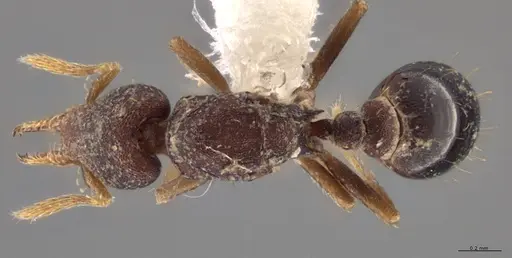 Strumigenys crementa - CASENT0613323