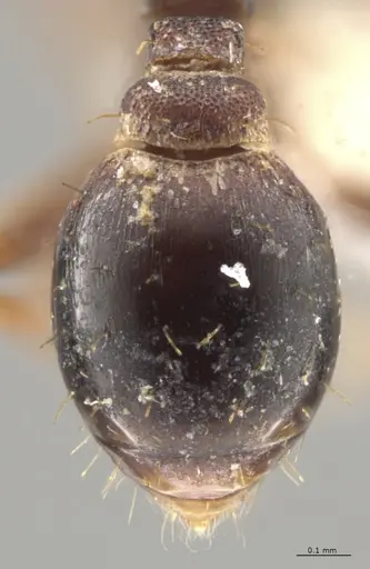 Strumigenys crementa - CASENT0613323