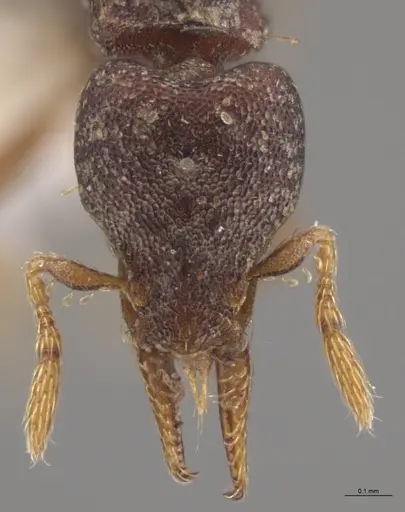 Strumigenys crementa - CASENT0613323