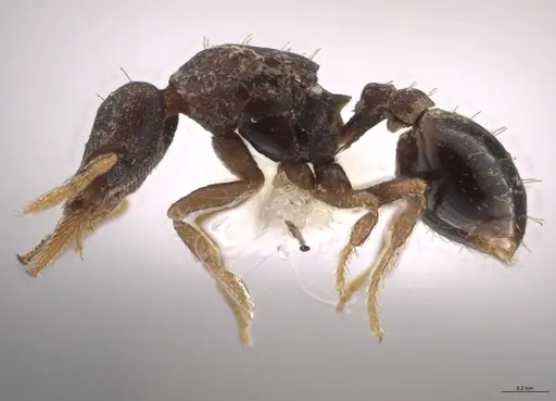 Strumigenys crementa - CASENT0613323