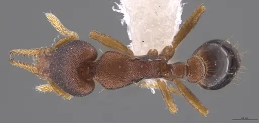 Strumigenys crementa - CASENT0613758