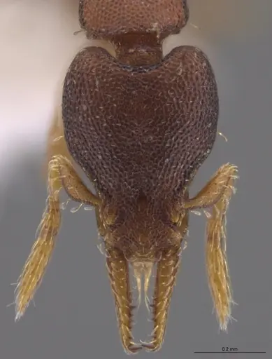 Strumigenys crementa - CASENT0613758