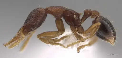 Strumigenys crementa - CASENT0613758