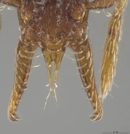 Strumigenys crementa - CASENT0618654