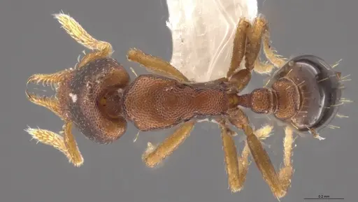 Strumigenys crementa - CASENT0628930