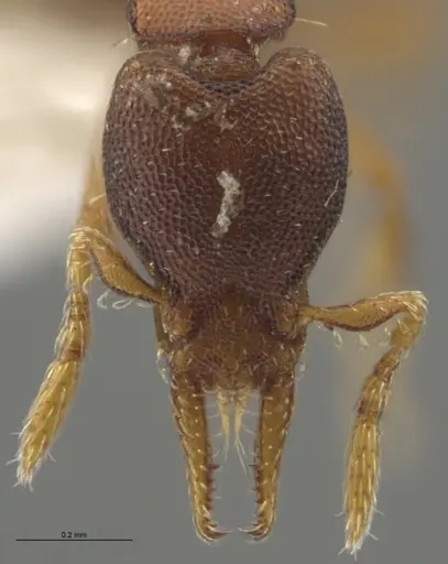 Strumigenys crementa - CASENT0628930